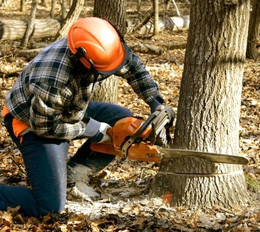 Tree Removal in Lafayette, NJ